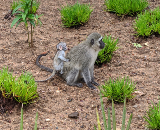 Ein Grüne Meerkatze und ihr Baby sitzen auf dem Boden umgeben von Pflanzen, wobei die Mutter das Baby nah an ihre Brust hält und beide neugierige Ausdrücke zeigen.