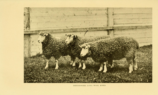 Drei Schafe nebeneinander in einem Feld mit einem hölzernen Zaun im Hintergrund und Text unten.