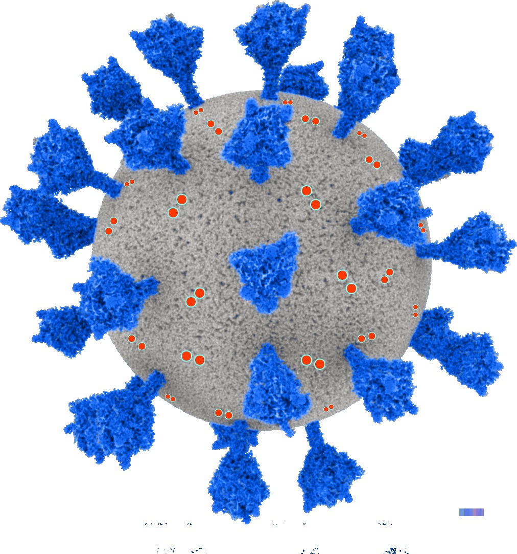 Ein stilisiertes blaues Coronavirus mit roten Punkten vor einem weißen Hintergrund.