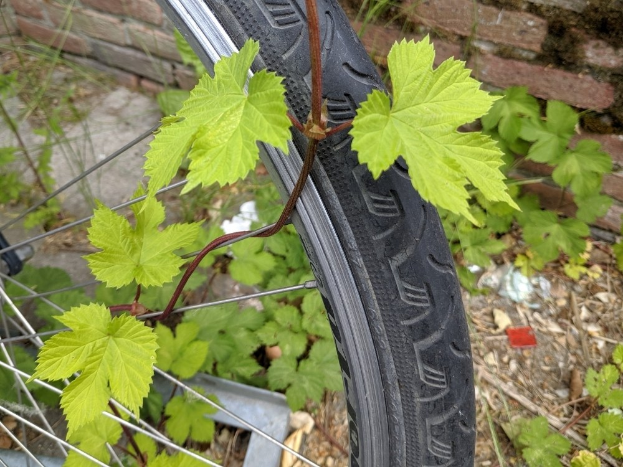 Nahaufnahme eines Fahrradreifens mit grünen Blättern darauf, umgeben von Pflanzen und einer Ziegelwand im Hintergrund.