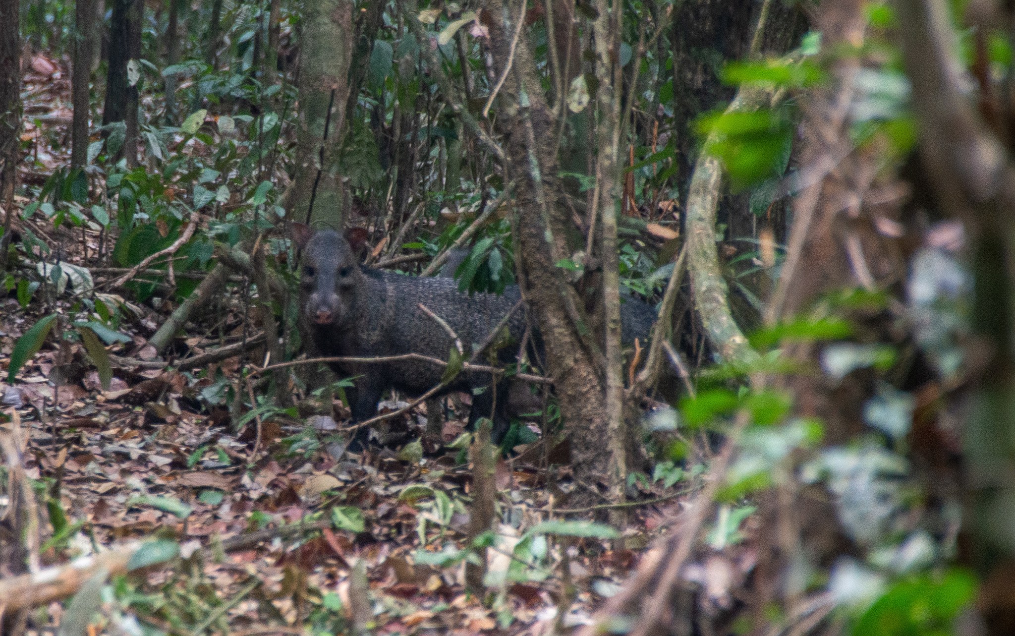 Ein Wildschwein steht im Amazonas-Regenwald zwischen Bäumen und verstreuten gefallenen Blättern.