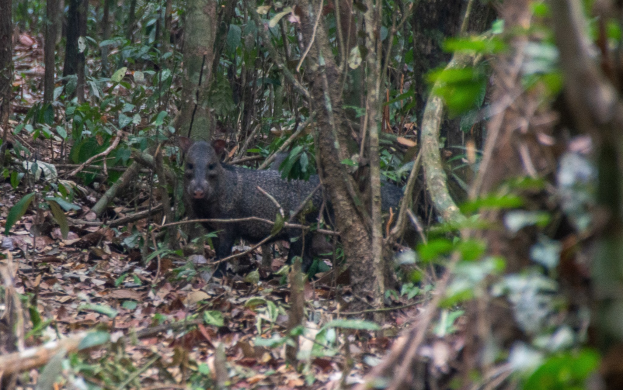 Ein Wildschwein steht im Amazonas-Regenwald zwischen Bäumen und verstreuten gefallenen Blättern.
