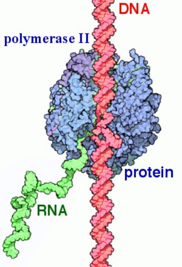Diagramm eines Proteinmoleküls mit der Bezeichnung "Polymerase II" und "RNA" vor einem weißen Hintergrund.