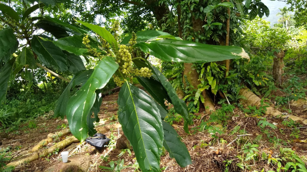 Ein Kaffeebaum umgeben von dichtem grünen Blattwerk unter einem hellblauen Himmel, der reife Kaffeebohnen trägt, die zur Ernte bereit sind.