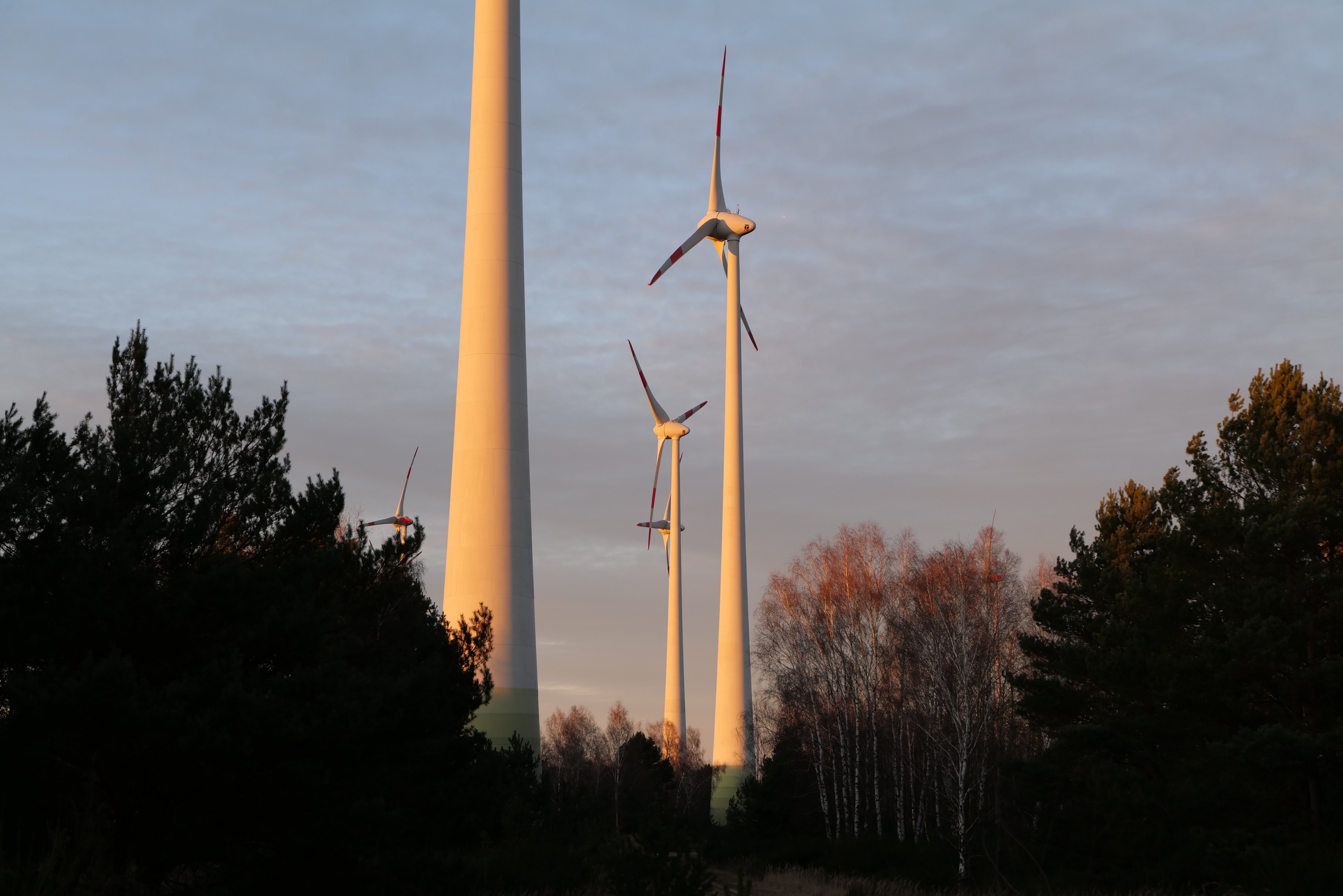 Gruppe von Windkraftanlagen in einem Feld bei Sonnenuntergang, mit Bäumen im Vordergrund und einem bewölkten Himmel im Hintergrund.