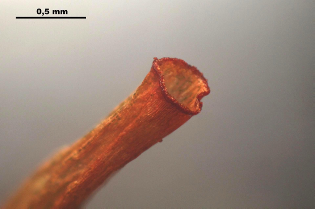 Ein Nahaufnahme eines kupferfarbenen Drahts mit einem kleinen, deutlich sichtbaren Loch und Text oben im Bild.