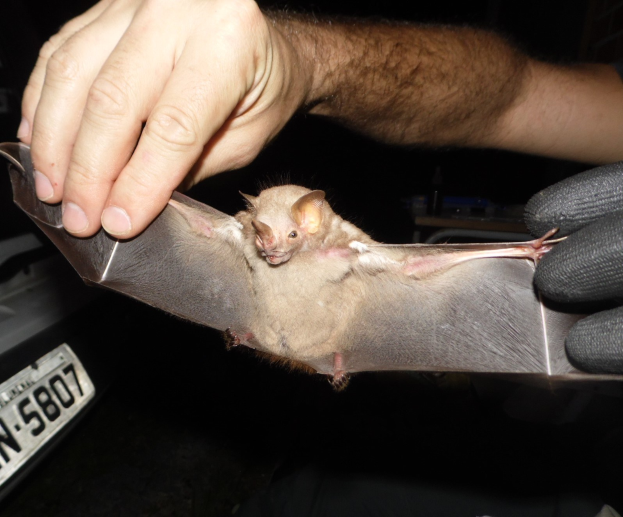 Eine Person mit Handschuhen, die einen Schläger hält, vor einem Fahrzeug und einem Nummernschild.
